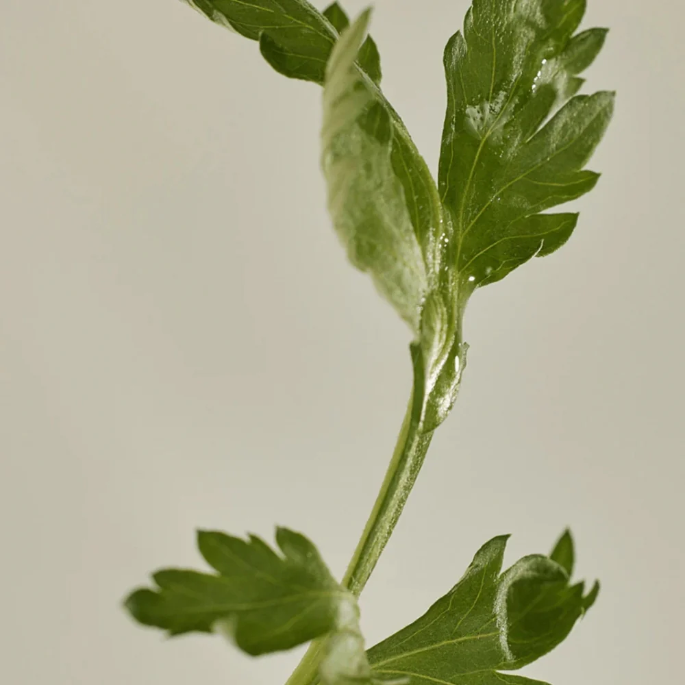 BEAUTY OF JOSEON Matte sun stick : Mugwort + Camelia 18g - Image 6